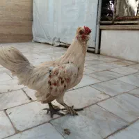 سلام دو جفت مرغ و خروس تزئینی خوشگل|پرنده|قم, نخودی|دیوار