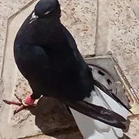 کبوتر زاغ دمسفید ارزان