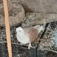 ۵ عدد کفترپریشی خوب به درد بخور بفروش می‌رسد