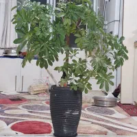 گل شفلرا