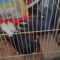 جفت زاغ دم سفید دم تخم معاوضه هر جفت دیگه