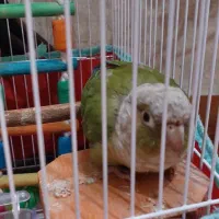 طوطی گرینچیک سالم