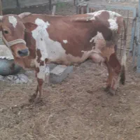گاوشیری بدونه گوساله