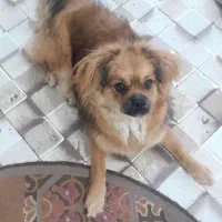 سگ شیتزو|سگ|بندرعباس, |دیوار