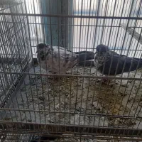 کبوتر پرشی مایه کفتر