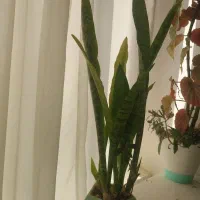 سه نوع گل|گل و گیاه طبیعی|اسلامآباد غرب, |دیوار