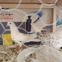 کفتر پرشی|پرنده|شاهین‌شهر, حاجی آباد|دیوار