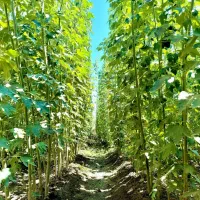 تا اتمـام موجـودی  صـنـوبــر با تخفـیف شگـفت‌انگیز