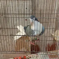 کبوتر دمگیر دستگردی