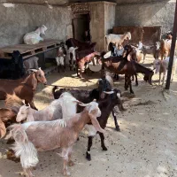 بز ، کهره و پازن|حیوانات مزرعه|وحدتیه, |دیوار