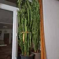 گل طبیعی کاکتوس بلند