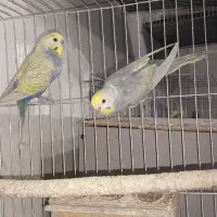 مرغ عشق رینبو با جوجه