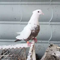 کفتر،طوق شازه ای ودمبی، سوسنی دمسفید