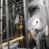 پرنده کاسکو