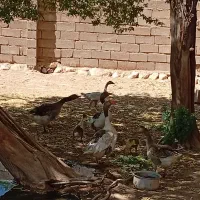 غاز