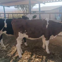 گوساله ماده سیمینتال|حیوانات مزرعه|ایوان, |دیوار