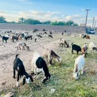 گوسفند مناسب عید قربان