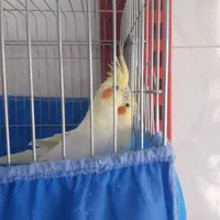 عروس هلندی جوان ومولد