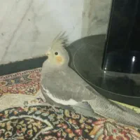 عروس هلندی|پرنده|اسفراین, |دیوار