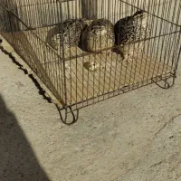 بلدرچین سرحال وتخمگذار