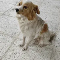 سگ پا کوتاه|سگ|رفسنجان, |دیوار