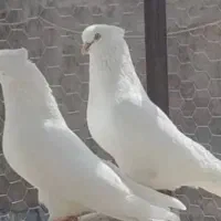 یک جفت سفید چشمی