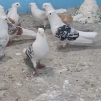 دوکت پلنگ لرستان پشتار|پرنده|قم, قلعه کامکار|دیوار