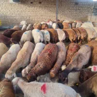 گوسفند زنده بره نرینه قلم ابی زیر قیمت|حیوانات مزرعه|مشهد, نوید|دیوار