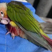 طوطی گرینچیک