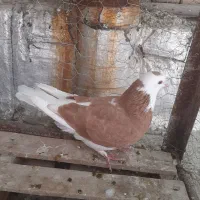 کفتر لیلک