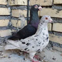 کبوتر نرماده پلاکی دورگ|پرنده|شوشتر, |دیوار
