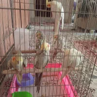جفت عروس|پرنده|سبزوار, عظیمیان|دیوار