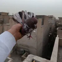 کفتر پرشی|پرنده|تهران, جیحون|دیوار