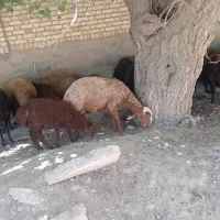 میش داشتی