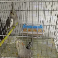 دو عدد عروس هلندی|پرنده|تبریز, |دیوار