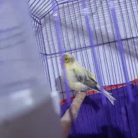 دو عدد قناری ماده اماده