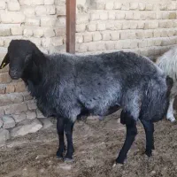 قوچ همو دو دندان
