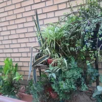 گل ها همه بفروش میرسه فروشی فوری