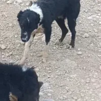 سگ نر|سگ|بروجن, |دیوار