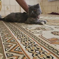 گربه اسکاتیش بلو شناسنامه دار