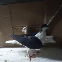 کفتر صید|پرنده|مشهد, چهنو|دیوار