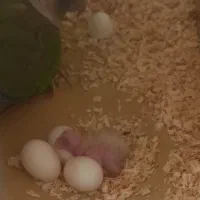 گرینچیک جفت آماده|پرنده|پاکدشت, پارچین|دیوار