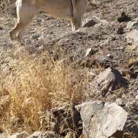 سگ سرابی