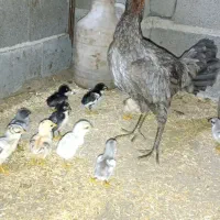 جوجه لاری طوس ومشکی افغان