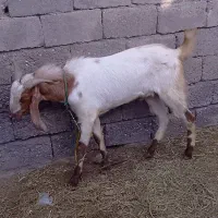 نری پاکستانی