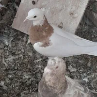 جفت‌طوقی‌کاکلی‌نروماده|پرنده|کاشمر, |دیوار