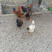 مرغ محلی تخم گذار  ۷ ماه جوان فروشی