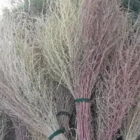 جارومحلی ورب محلی