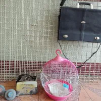 ۱۱۱|کیف، کفش، کمربند|آذرشهر, |دیوار