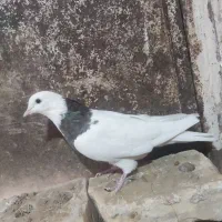 5 عدد کفتر فروشی